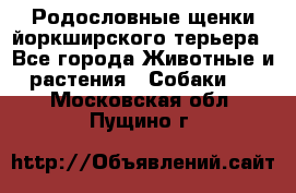 Родословные щенки йоркширского терьера - Все города Животные и растения » Собаки   . Московская обл.,Пущино г.